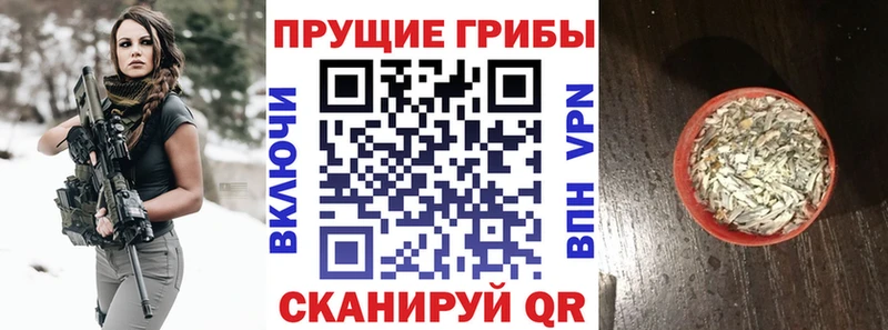 где купить   Магадан  Галлюциногенные грибы мицелий 